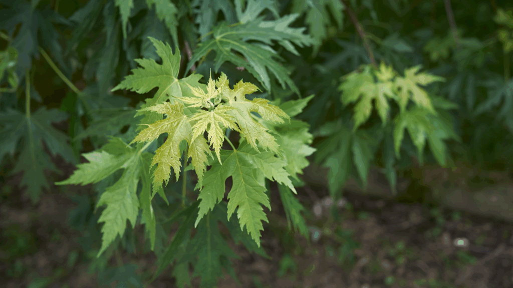 Silver Maple Tree Leaves on Branch Longtree Tree Service