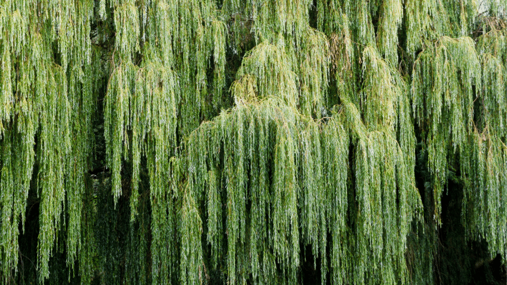 Willow Tree Leaves and Branches Longtree Tree Service