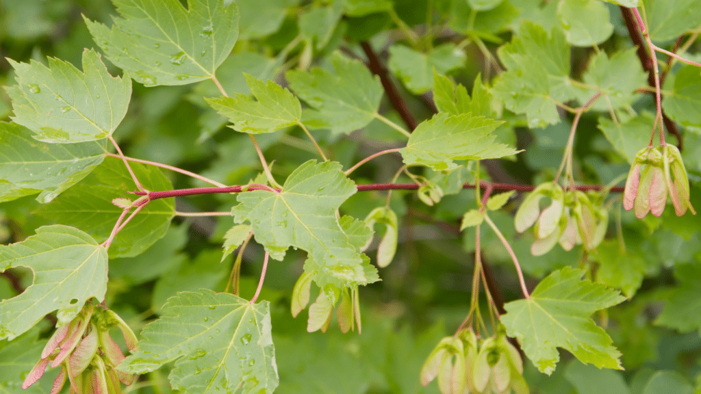 Michigan Maple Trees Guide - Identifying Native and Exotic Maples ...
