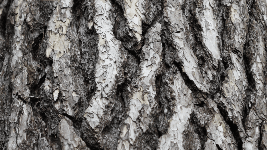 Ash Tree Michigan Care