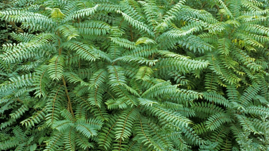 Tree of Heaven Tree Longtree Tree Service