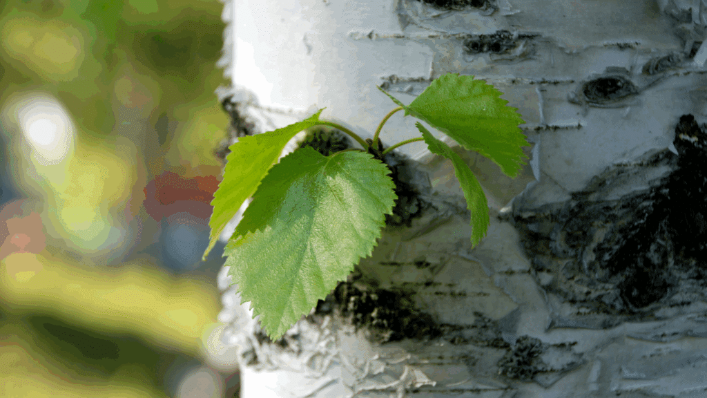 Birch Tree Michigan Care