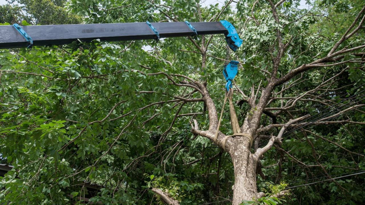 crane assisted tree removal Longtree services