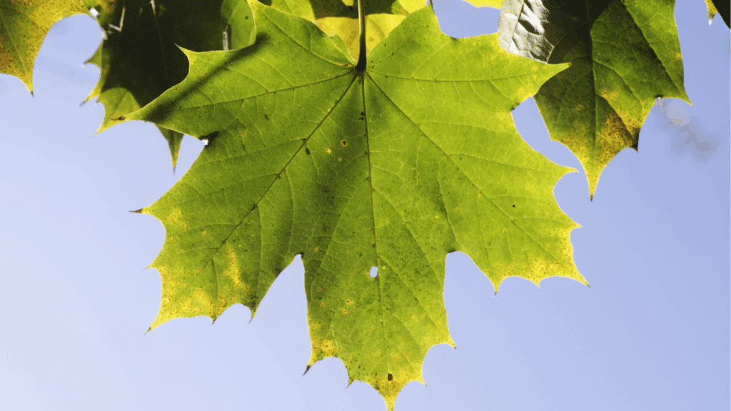 Norway Maple Tree Leaf Longtree Tree Service