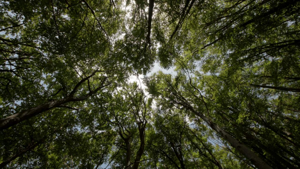 Tree Tops Longtree Tree Service MI