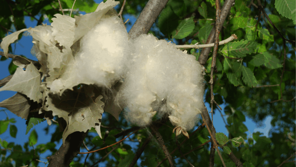 Cottonwood Tree in Bloom Longtree Tree Service