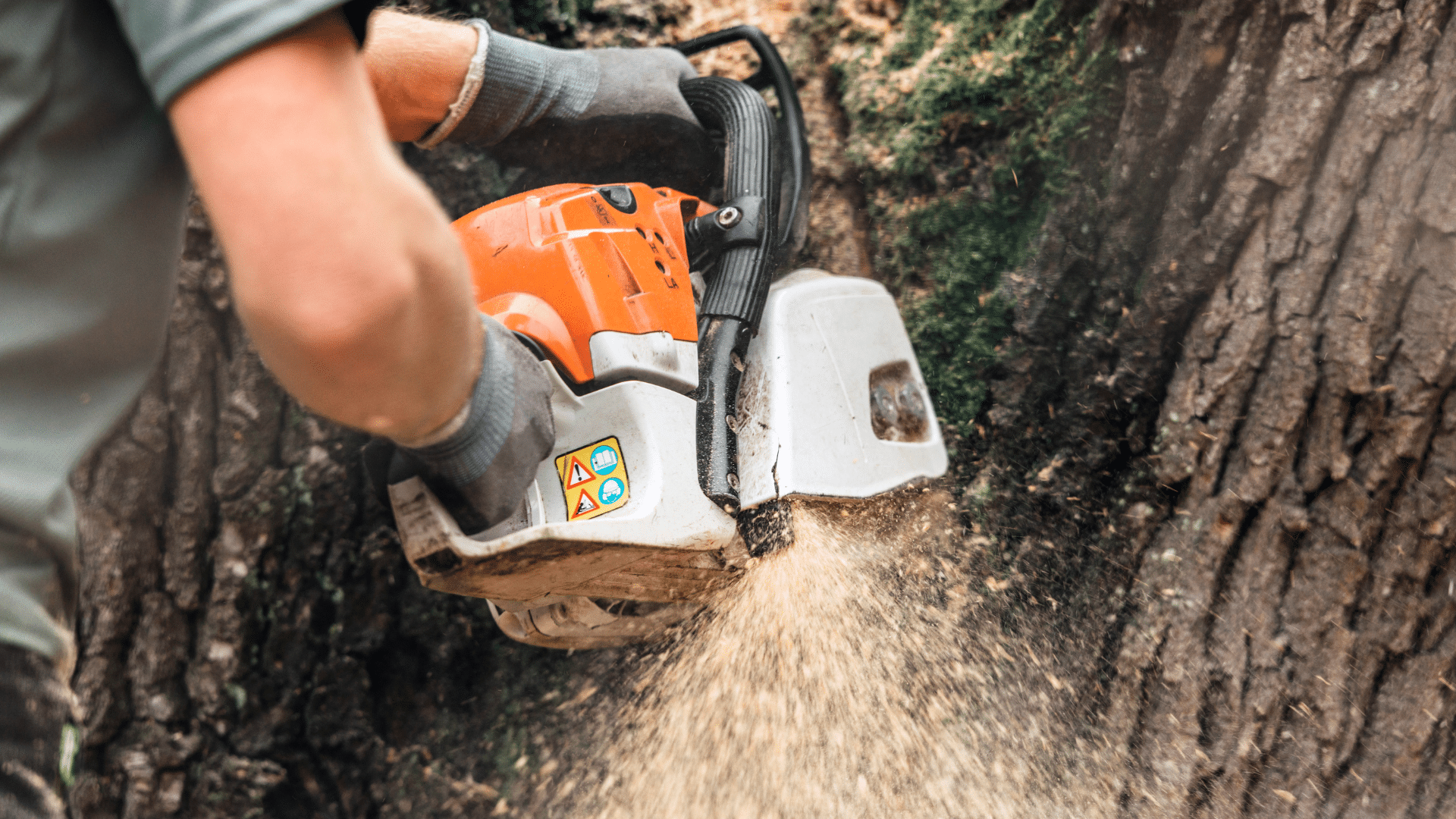 Tree Cutting Chainsaw Longtree Tree Service MI