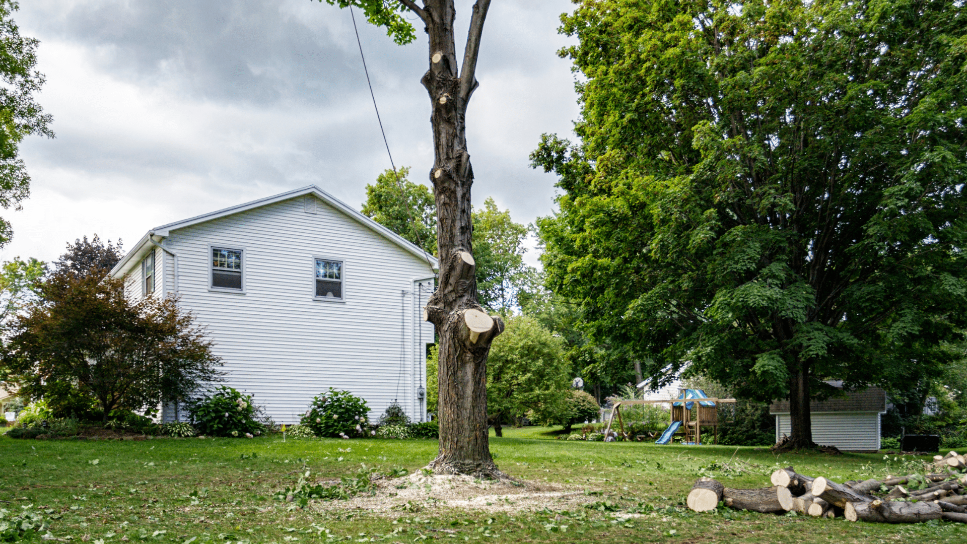 Home Tree Removal Longtree Tree Service MI