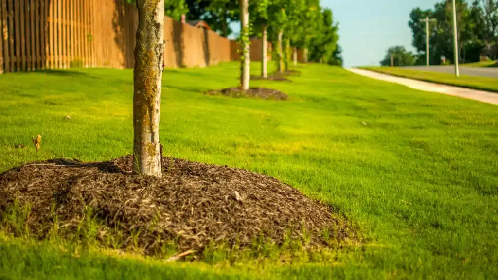 Native Michigan Tree Species Longtree Tree Service MI Tree Care