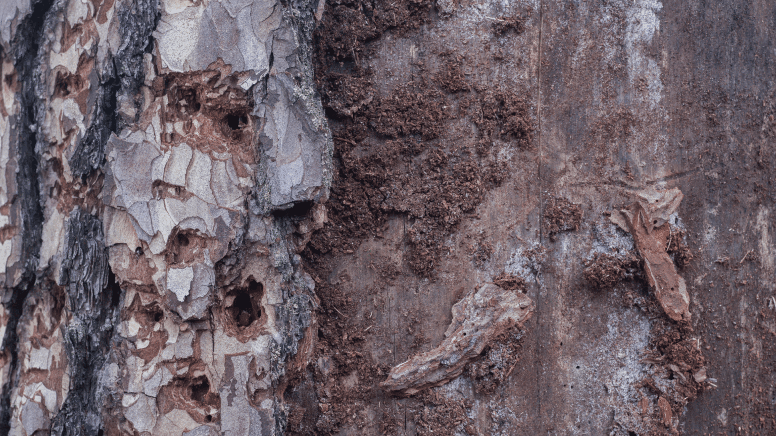 Michigan Pine Tree Guide: Species & Disease Info - Longtree Tree Service