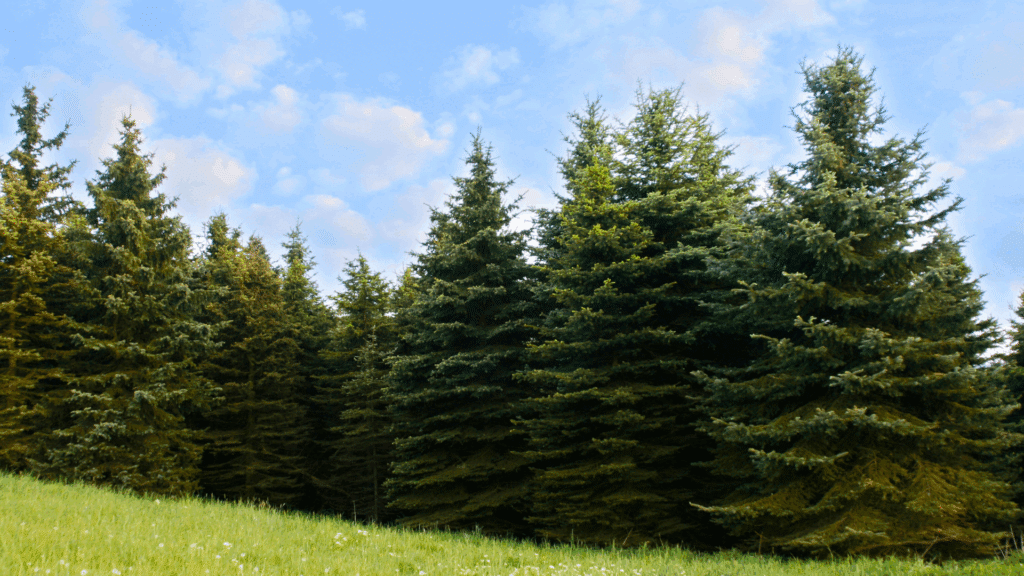 Pine Tree Care and Service Guide Longtree Tree Service Michigan