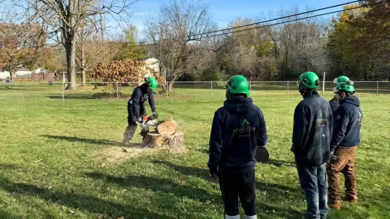 Arborists Tree Care Services in Michigan Longtree Tree Service Certified Experts