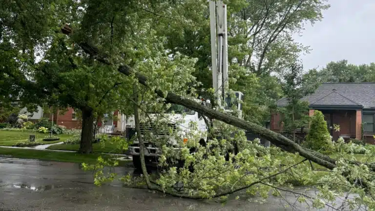 Emergency Tree Removal in Southfield Michigan Longtree Tree Service Certified Experts