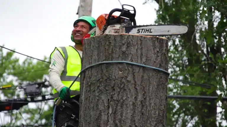 Tree Care Services in Michigan Longtree Tree Service Certified Experts