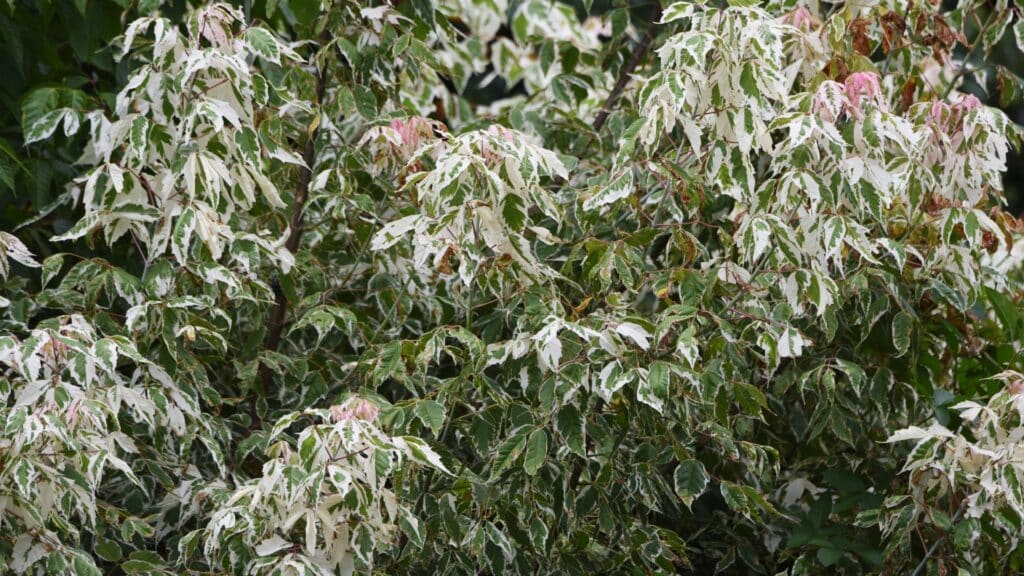 Michigan Homeowners Guide to Verticillium Wilt Affects Boxelder Trees Longtree Tree Service MI