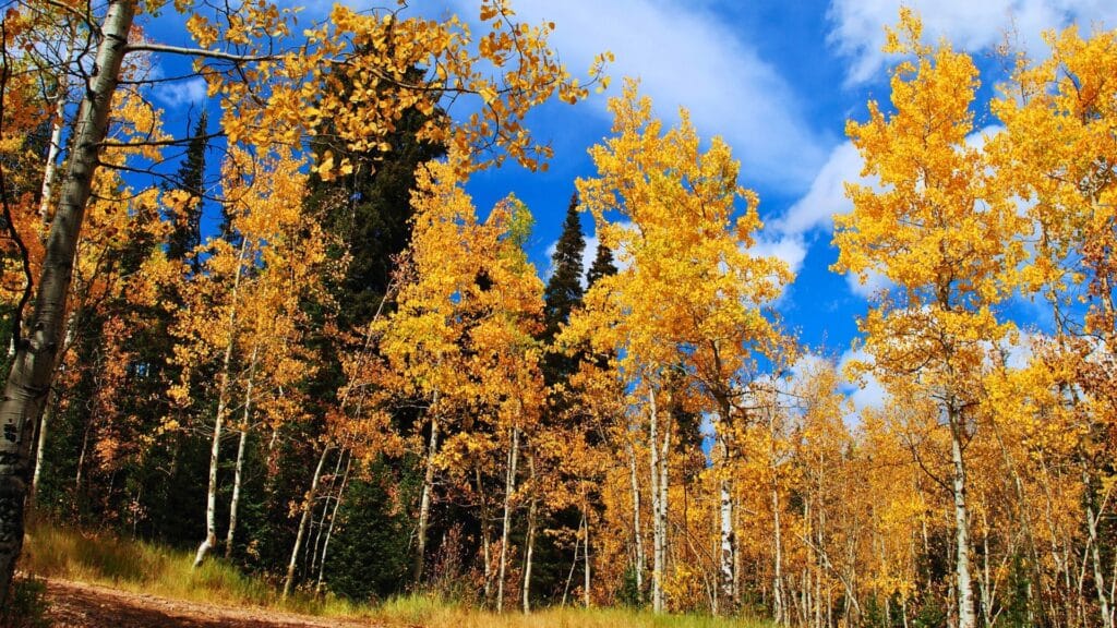 Michigan Homeowners’ Guide to Hypoxylon Canker Quaking Aspens Longtree Tree Service MI