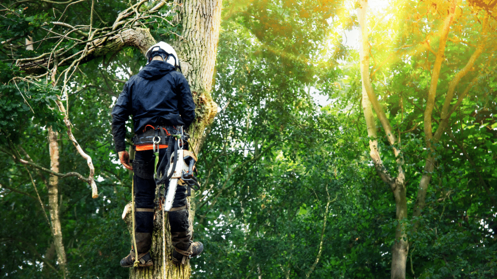 Arborist Tree Removal Trim Longtree Tree Service MI