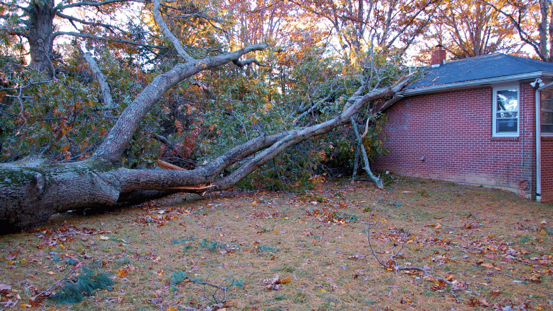 Emergency Tree Removal Longtree Tree Service MI