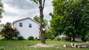 Home Tree Removal Longtree Tree Service MI