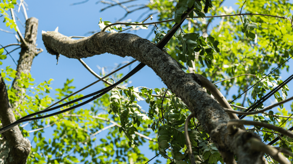 Power line Clearance Longtree Tree Service MI