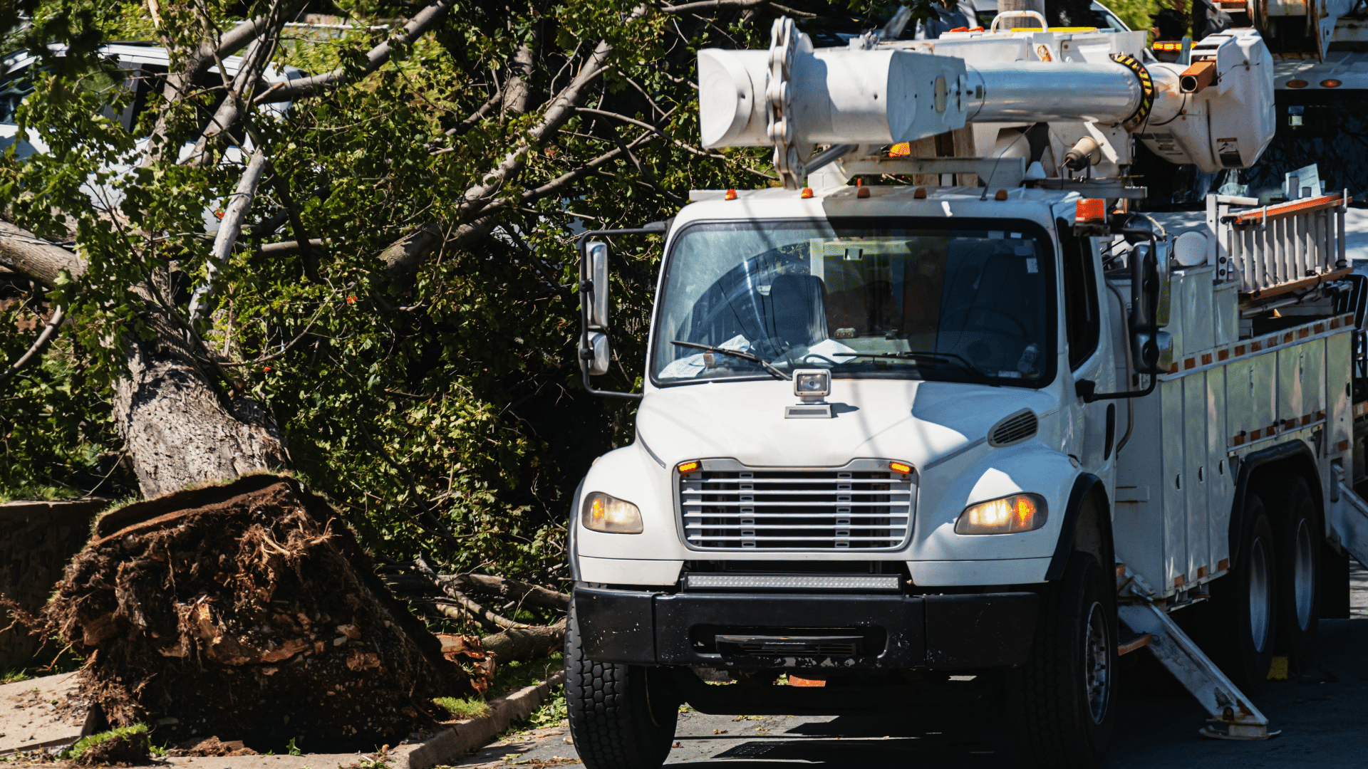 Service Call Tree Damage Longtree Tree Service MI