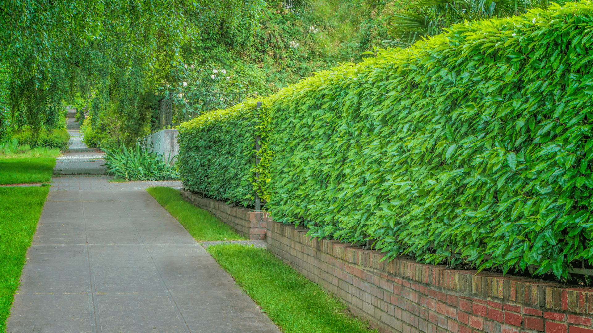 Shrub Bush Maintenance Longtree Tree Service MI