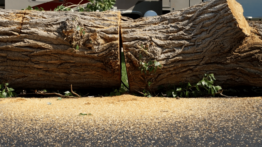 Tree Cutting Longtree Tree Service MI