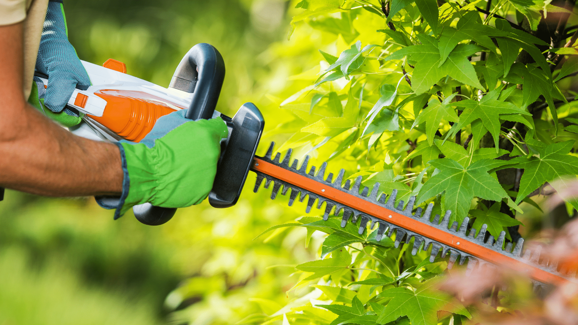 Tree Maintenance Longtree Tree Service MI