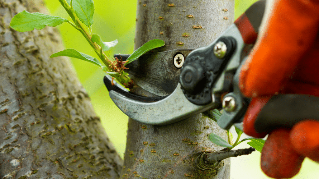 Tree Pruning Experts Tree Removal Longtree Tree Service MI