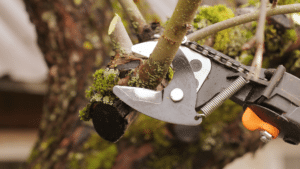 Tree Pruning Longtree Tree Service MI