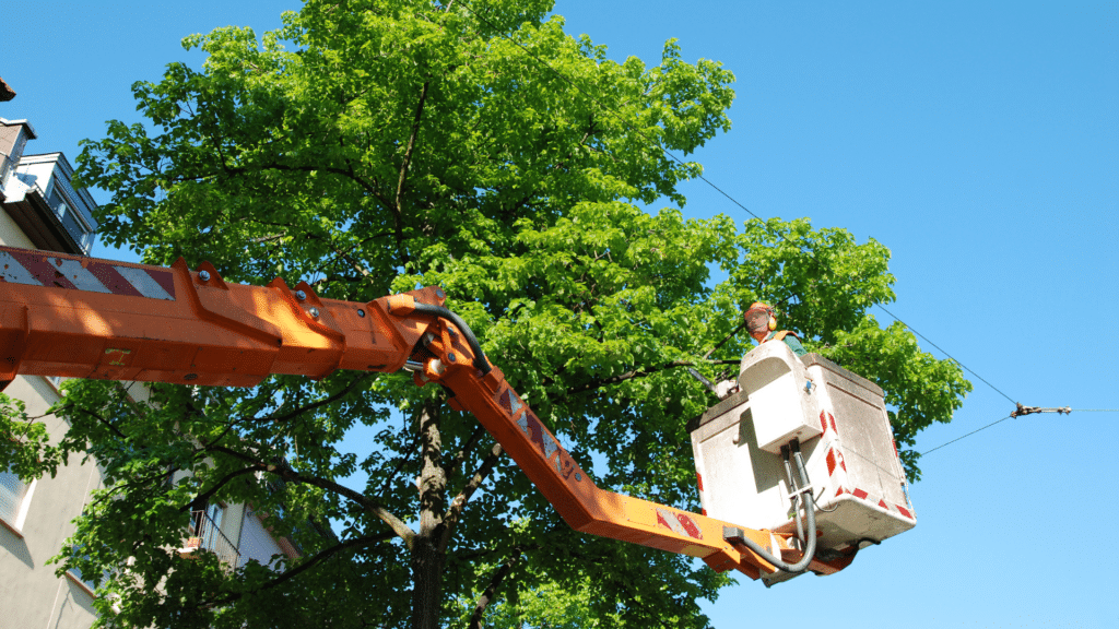 Tree Removal Safety Longtree Tree Service MI