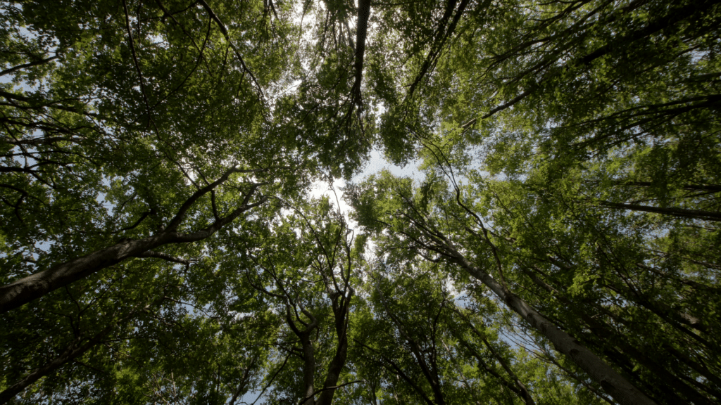 Tree Tops Longtree Tree Service MI