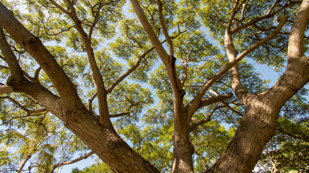 Aging Tree Dying Signs and Causes Longtree Tree Service MI