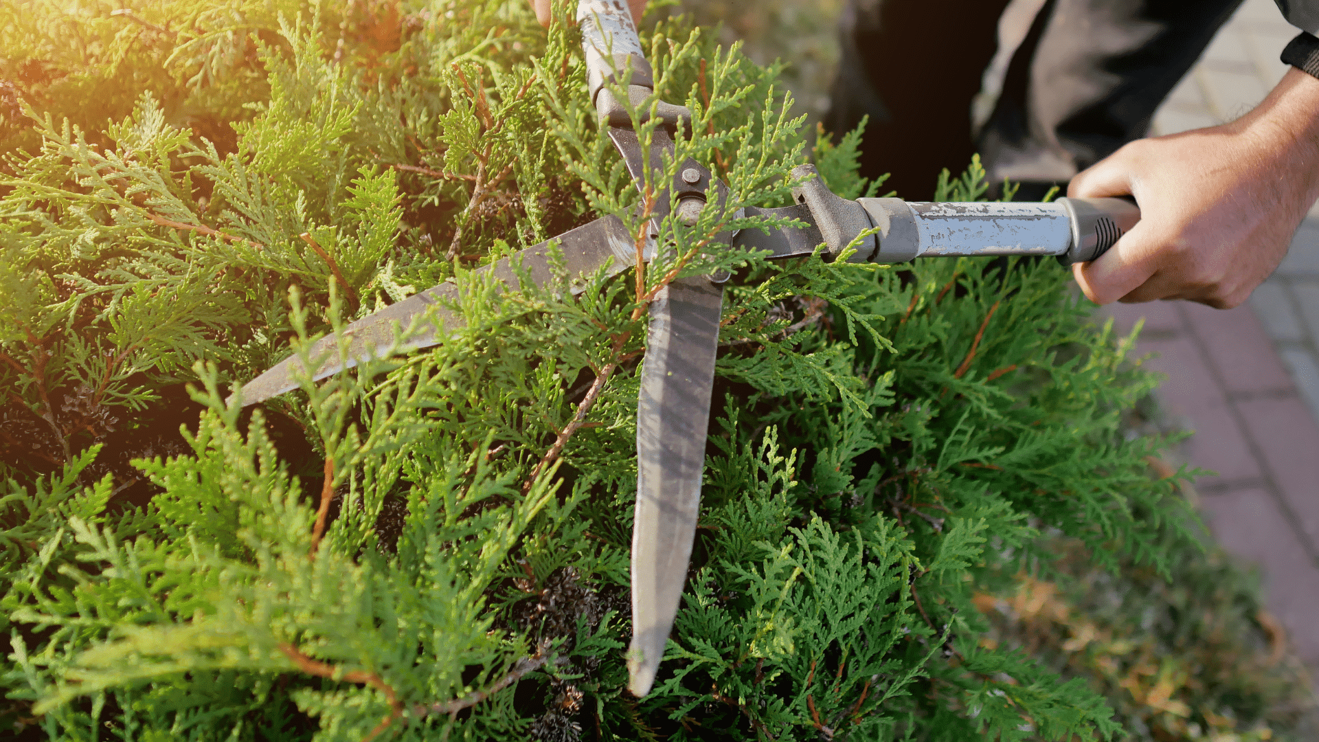 Enhanced Pest Resistance Maintenance Longtree Tree Service MI (1)