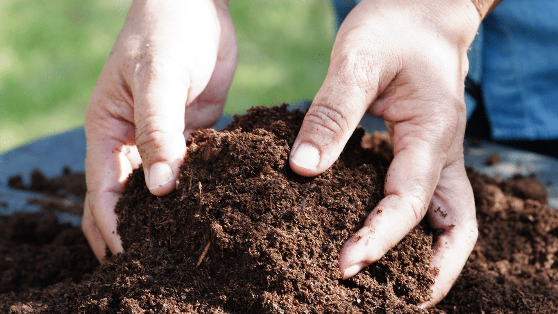 Improved Nutrient Absorption fertilization Longtree Tree Service MI (1)
