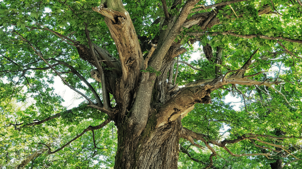 Rotting Tree Dying Signs and Causes Longtree Tree Service MI