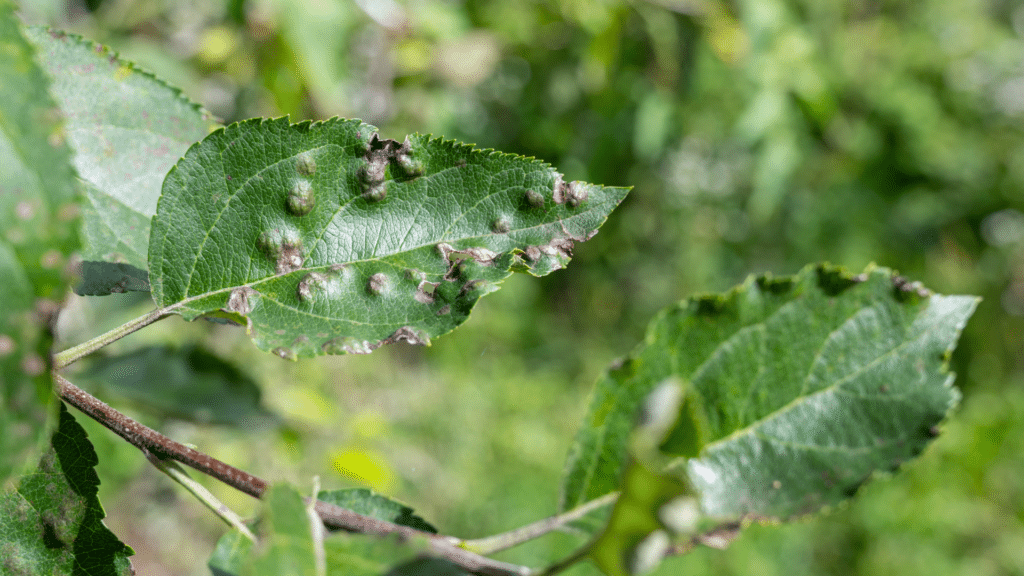 Apple Scab Tree Diseases in Michigan LongTree Tree Service