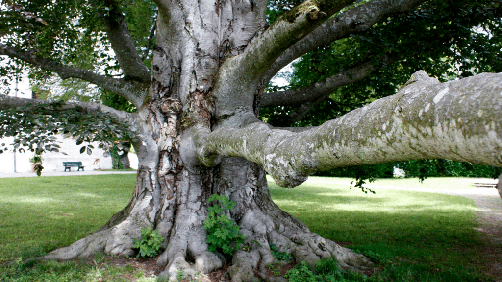 Common Tree Diseases in Michigan LongTree Tree Service