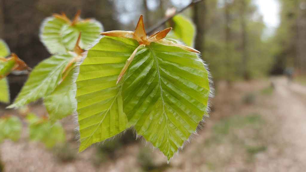 beech leaf disease Tree Diseases in Michigan LongTree Tree Service