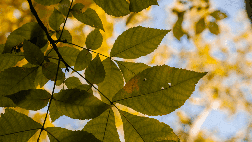 Ash Tree Michigan Disease