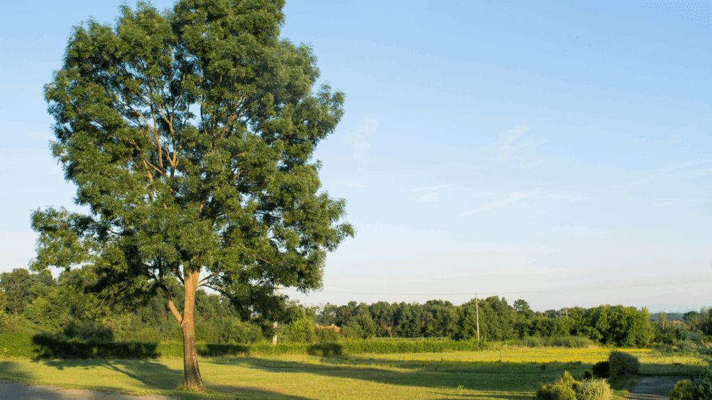 Ash Tree Michigan Healthy