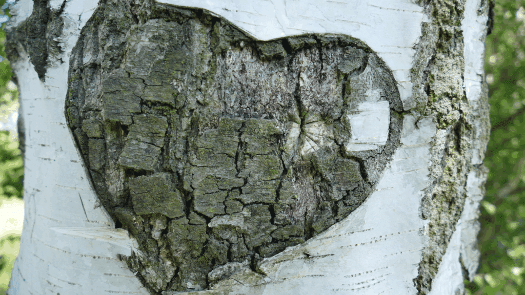 Birch Tree Michigan Aging