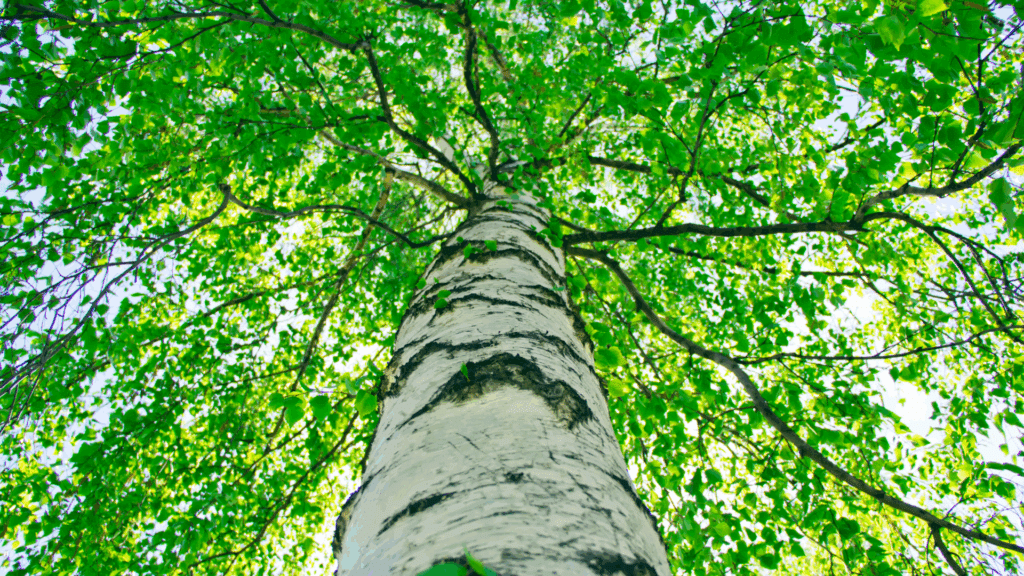 Birch Tree Michigan Healthy