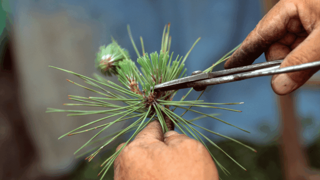How to Prune and Maintain Your Pine Trees Longtree Tree Service