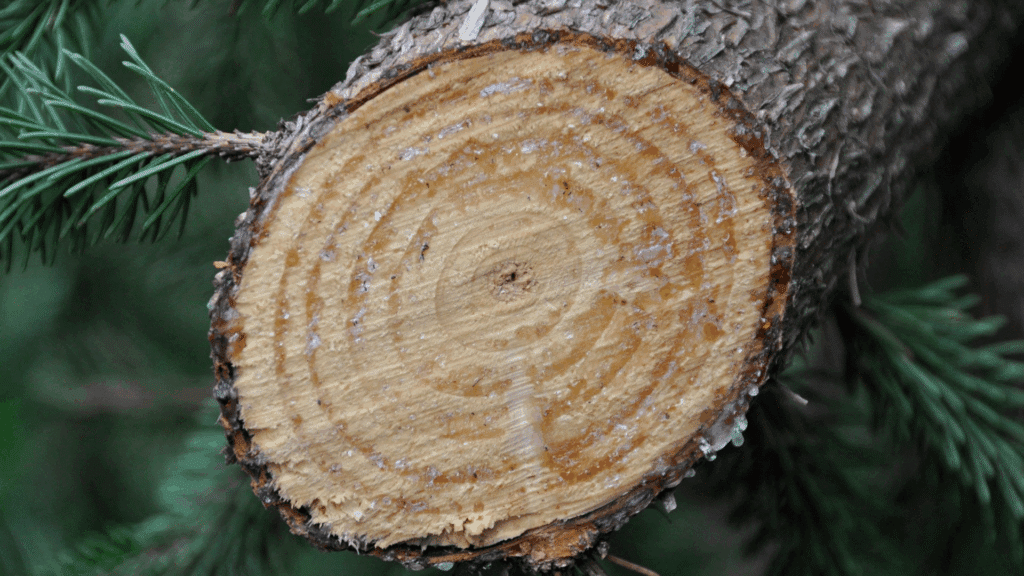 How to Prune and Maintain Your Pine Trees Longtree Tree Service Health