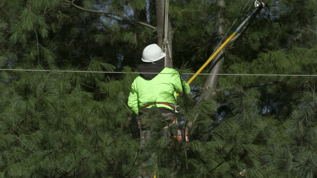 How to Prune and Maintain Your Pine Trees Longtree Tree Service Safety