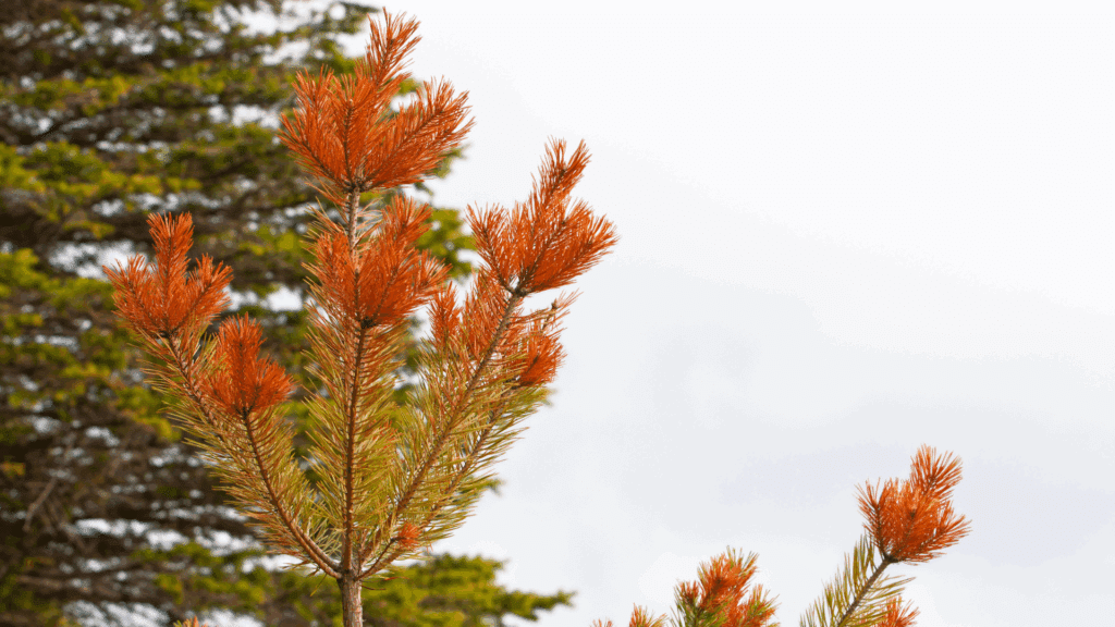 Michigan’s Pine Tree Species and Their Common Diseases Longtree Tree Service Color