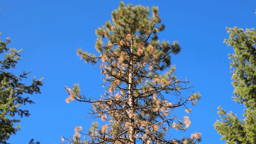Pine Tree Care and Service Guide Longtree Tree Service Michigan Old