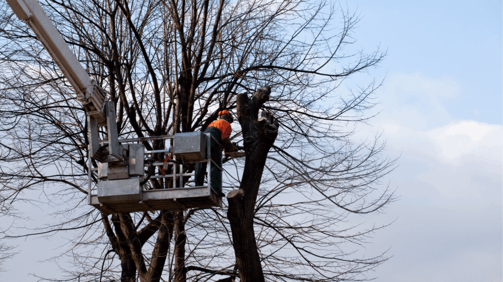 Longtree Tree Service Crane Assisted Tree Removal