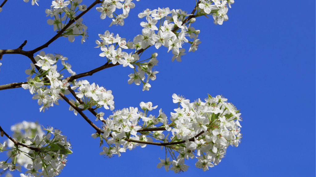 Bradford Pear Tree Leaves and Flowers Longtree Tree Service